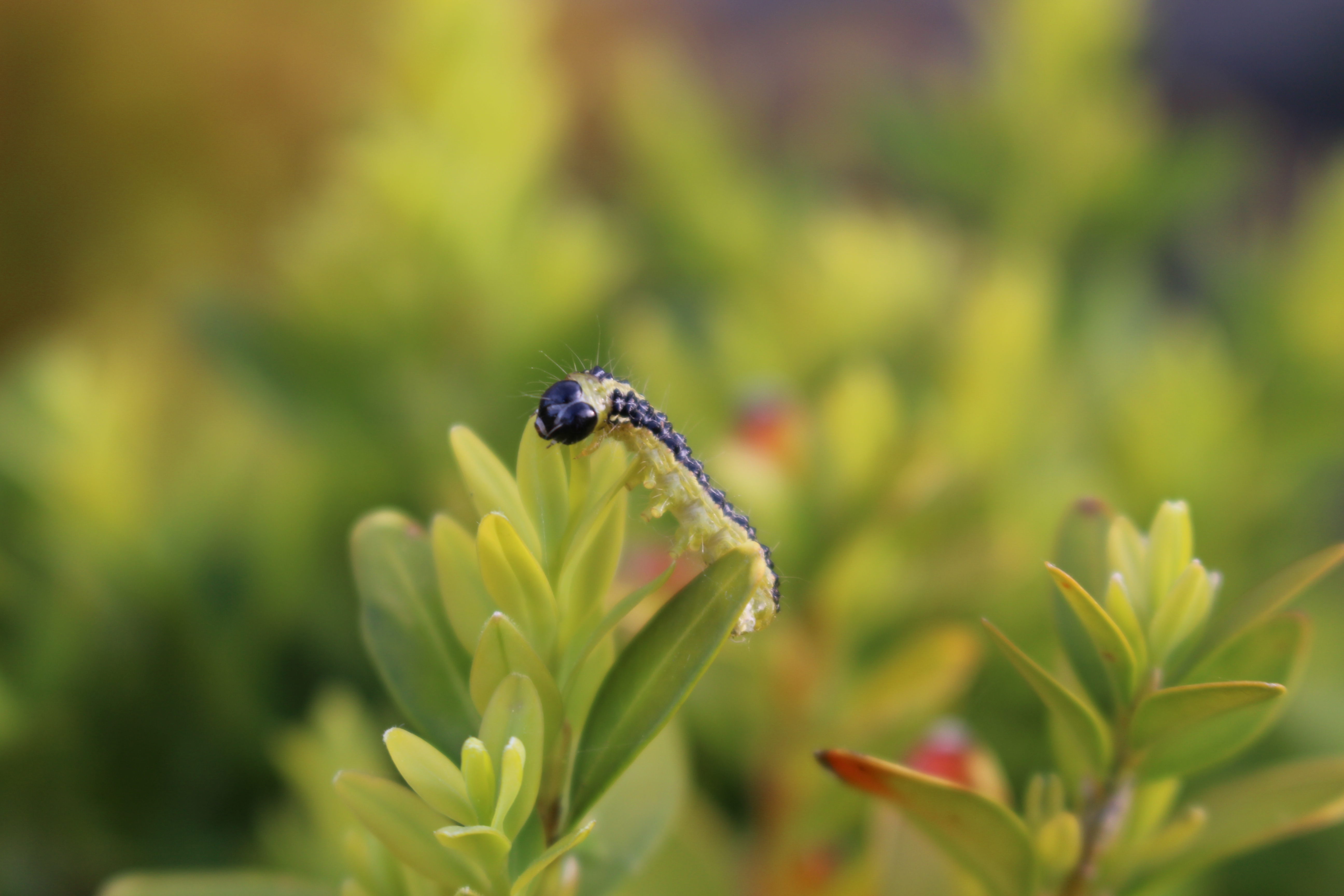 Box tree moth Cydalima perspectalis Larva on plant