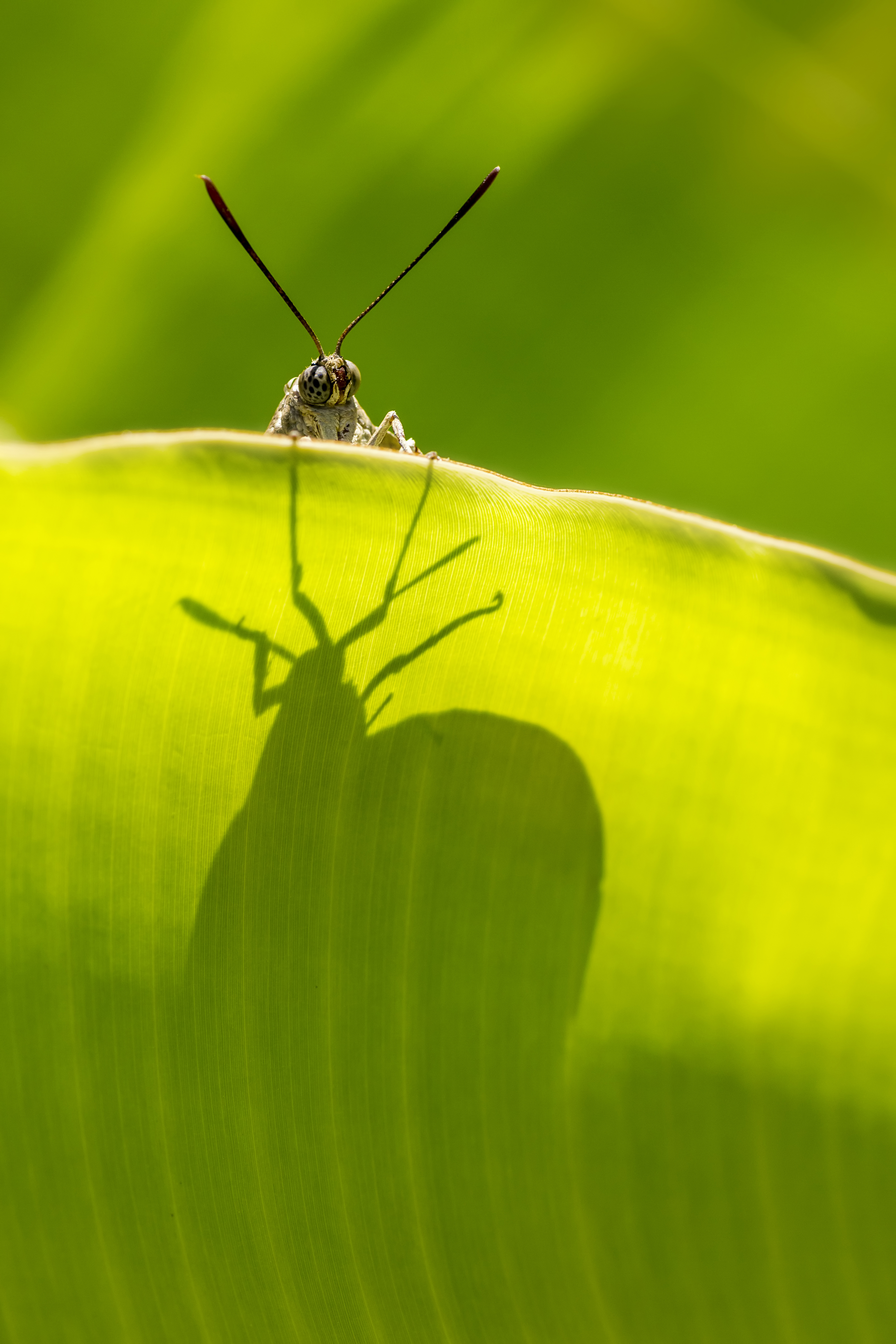 South American palm borer