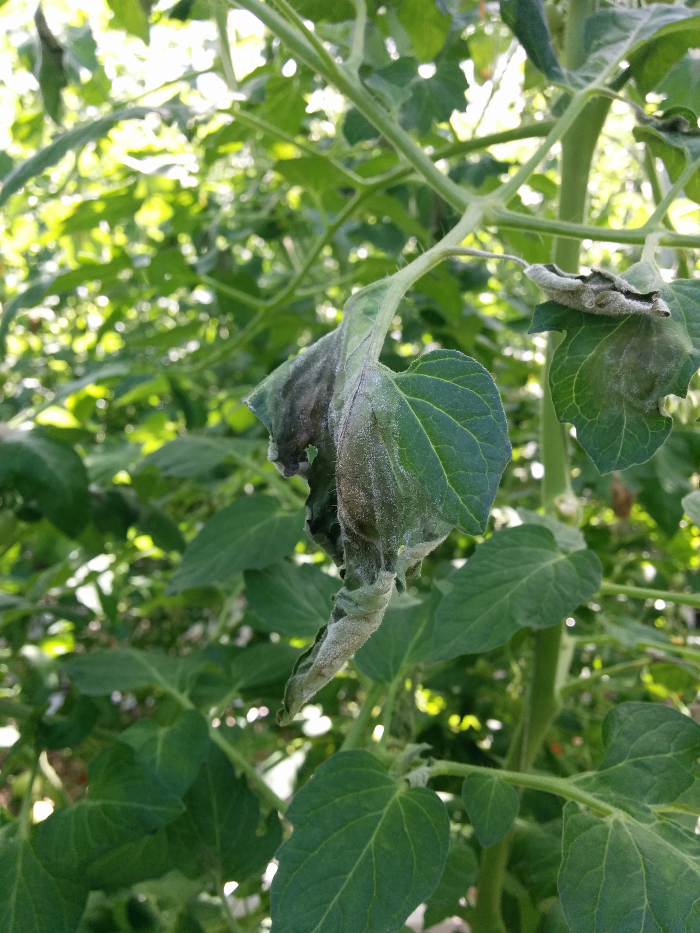 Tomato damage caused by Phytophtora blight Phytophtora infestans