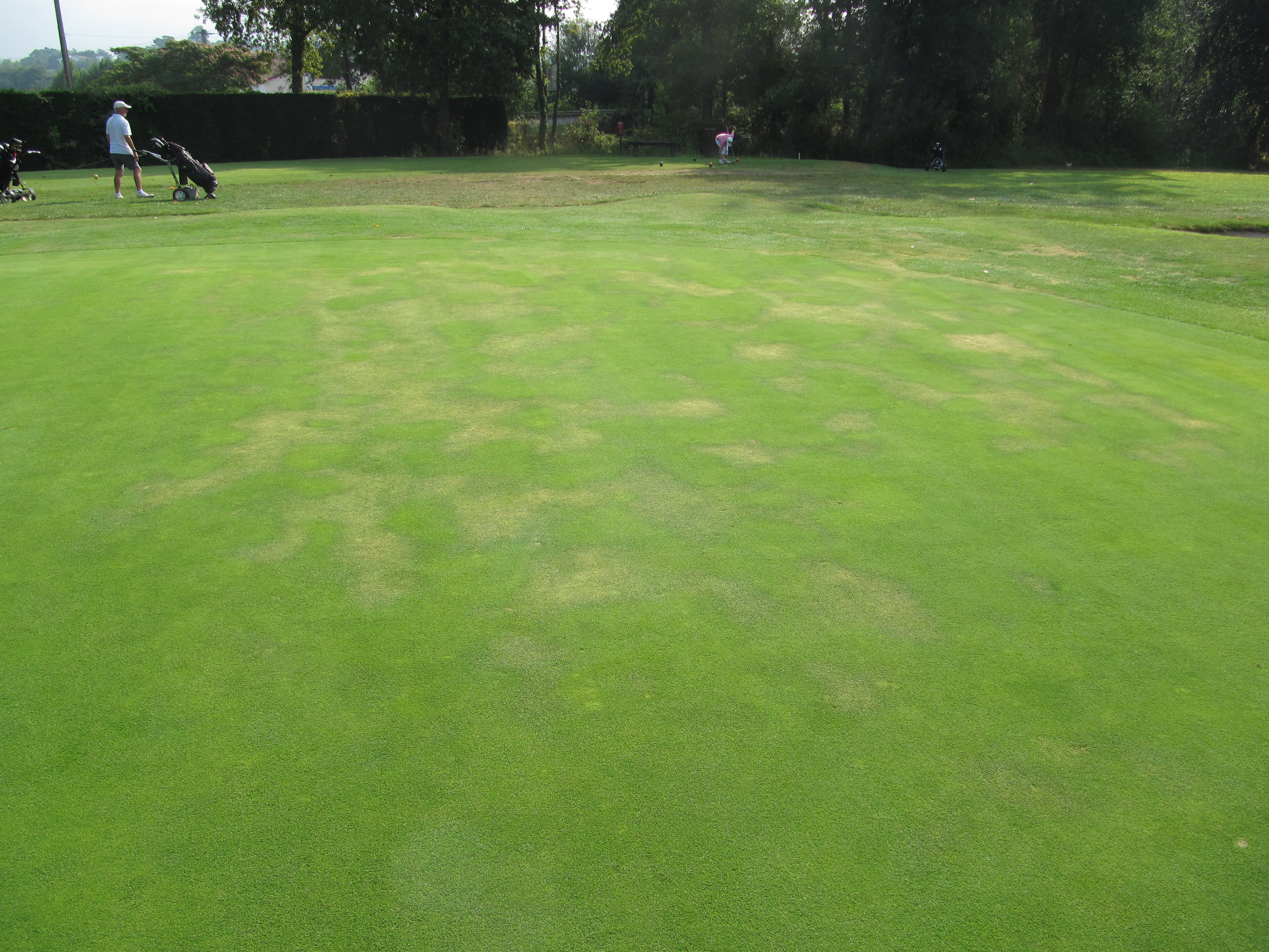 Turf infected by Damping-off Pythium aphanidermatum