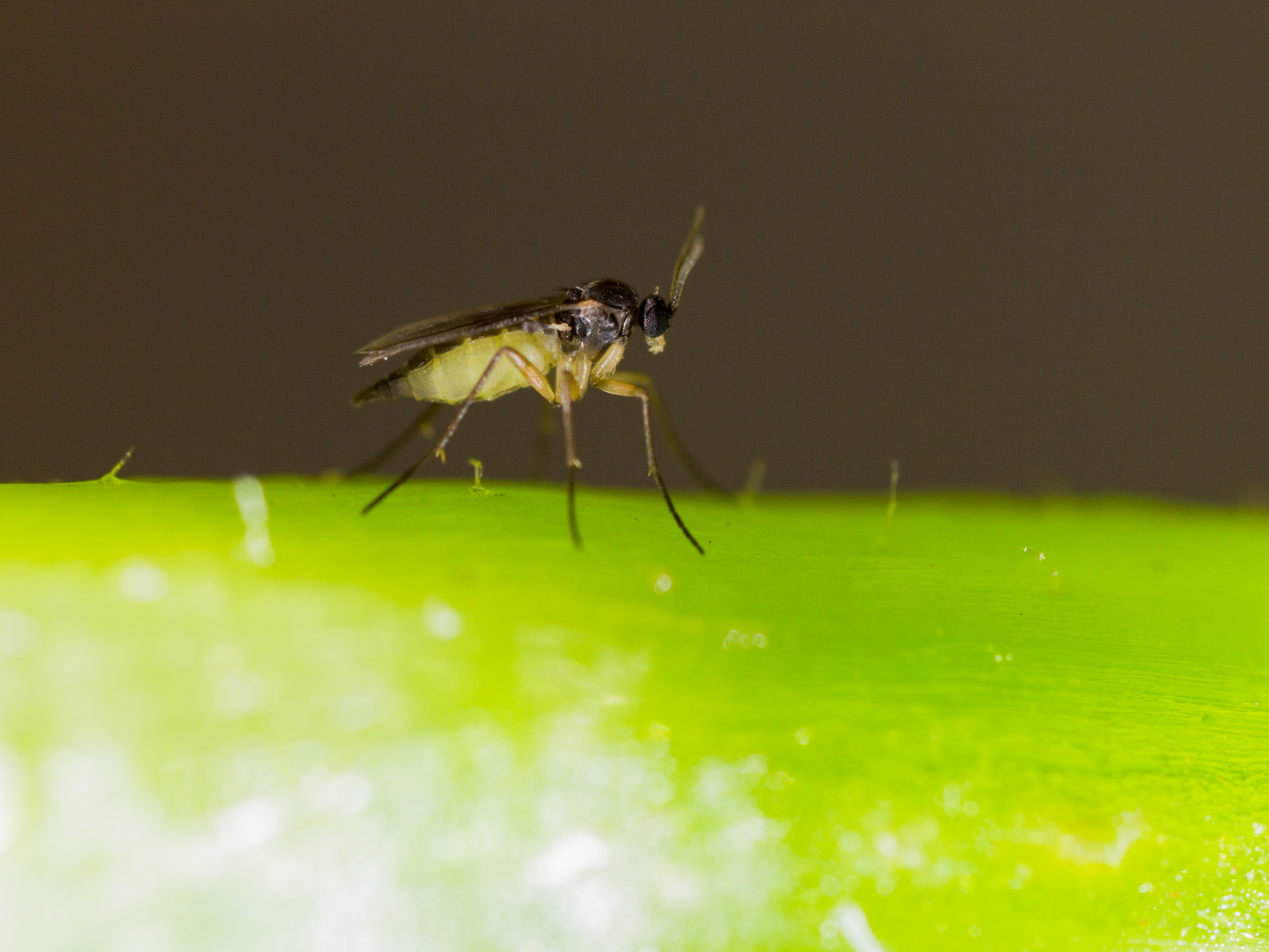 Fungus gnat Sciaridae Adult