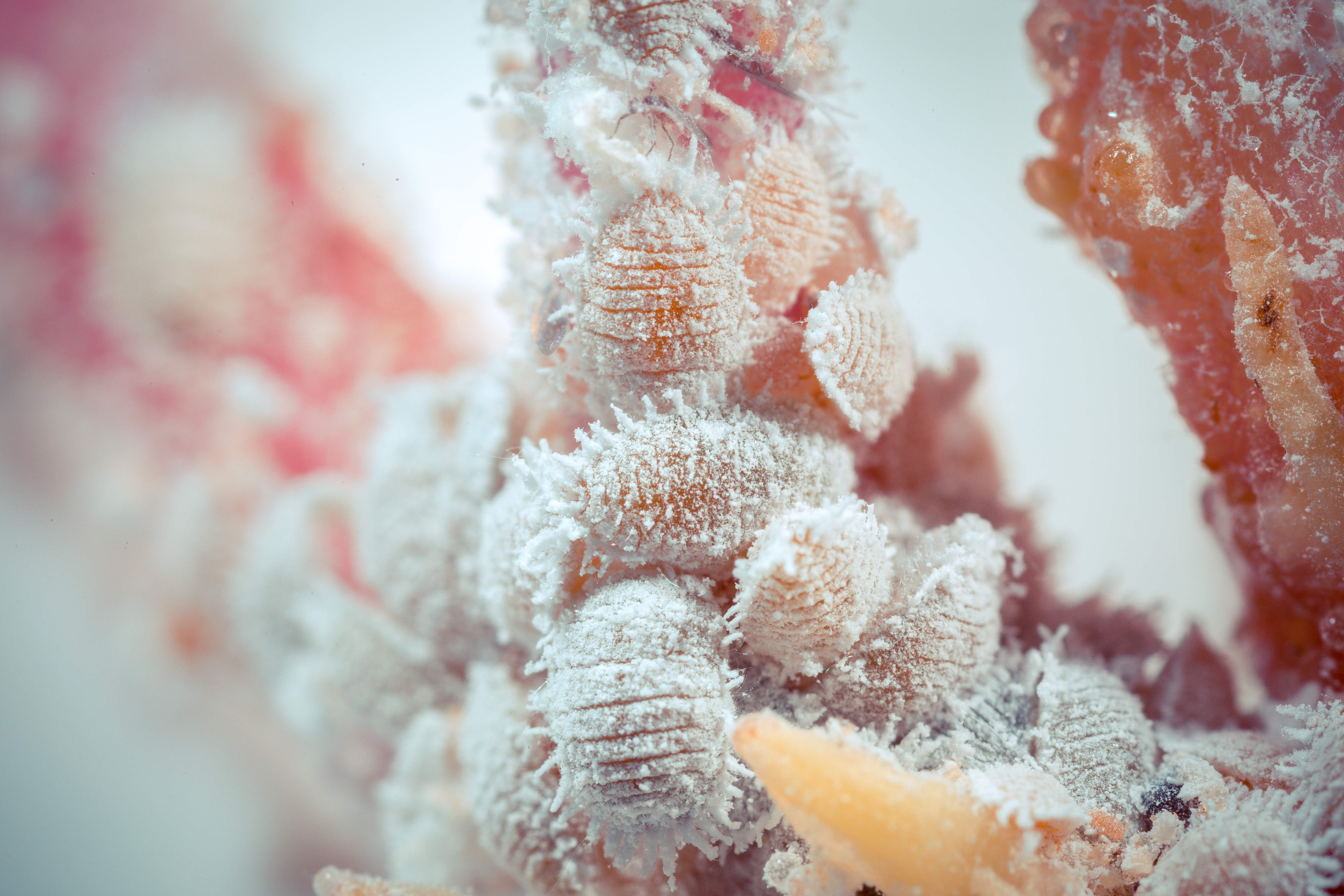 Citrus mealybug Planococcus citri infestation