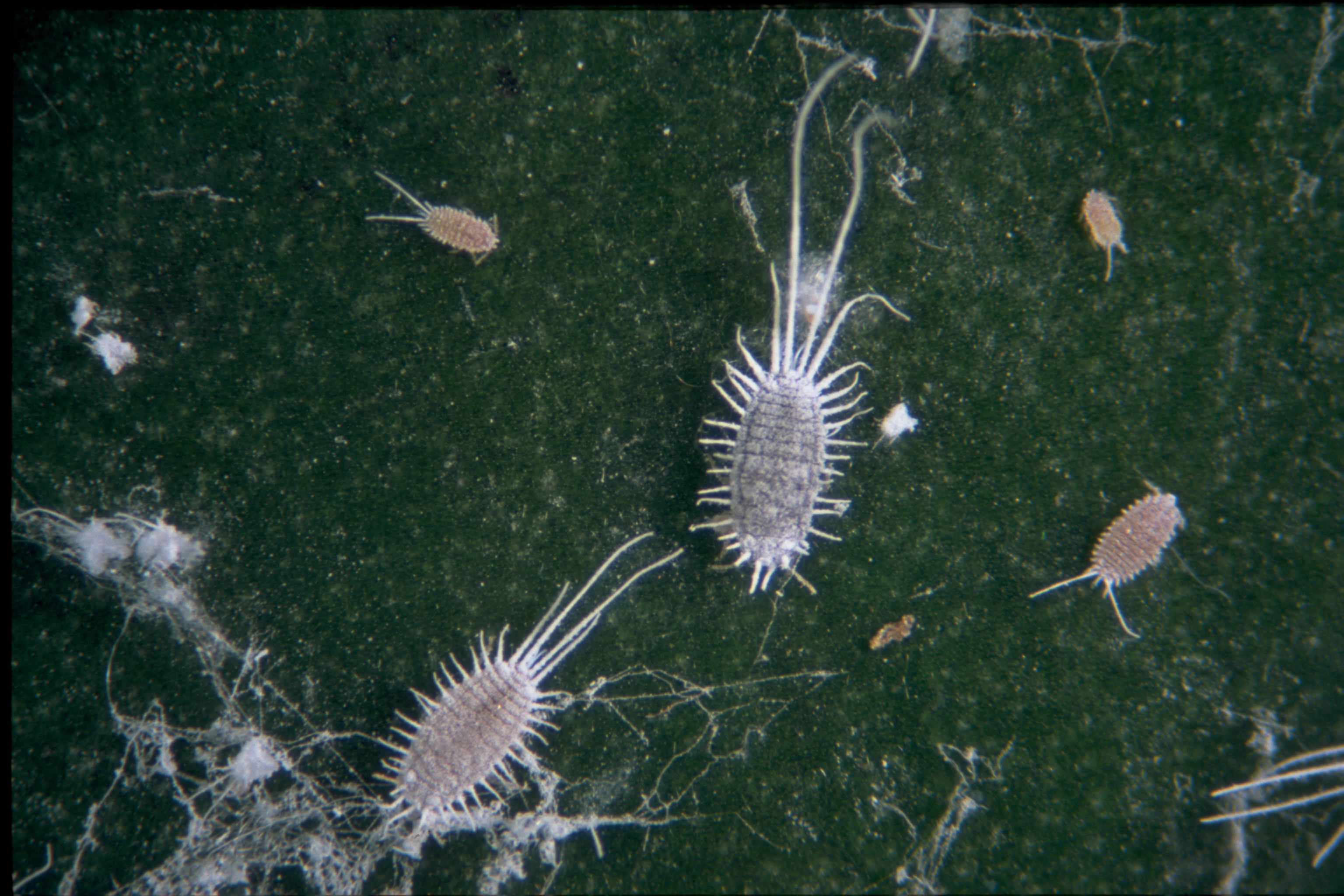 Long-tailed mealybug Pseudococcus longispinus infestation