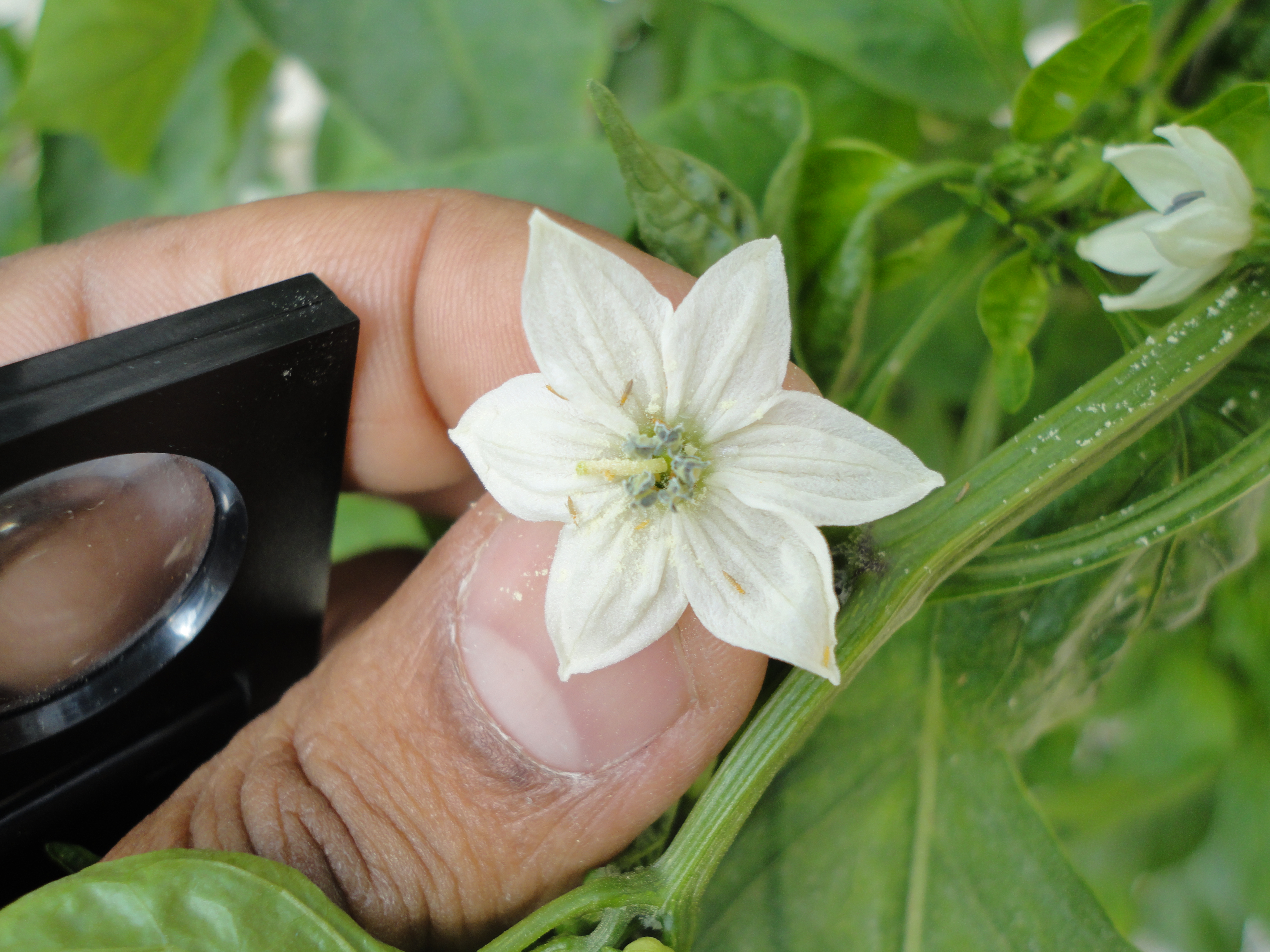 Chili thrips Scirtothrips dorsalis on flower bud