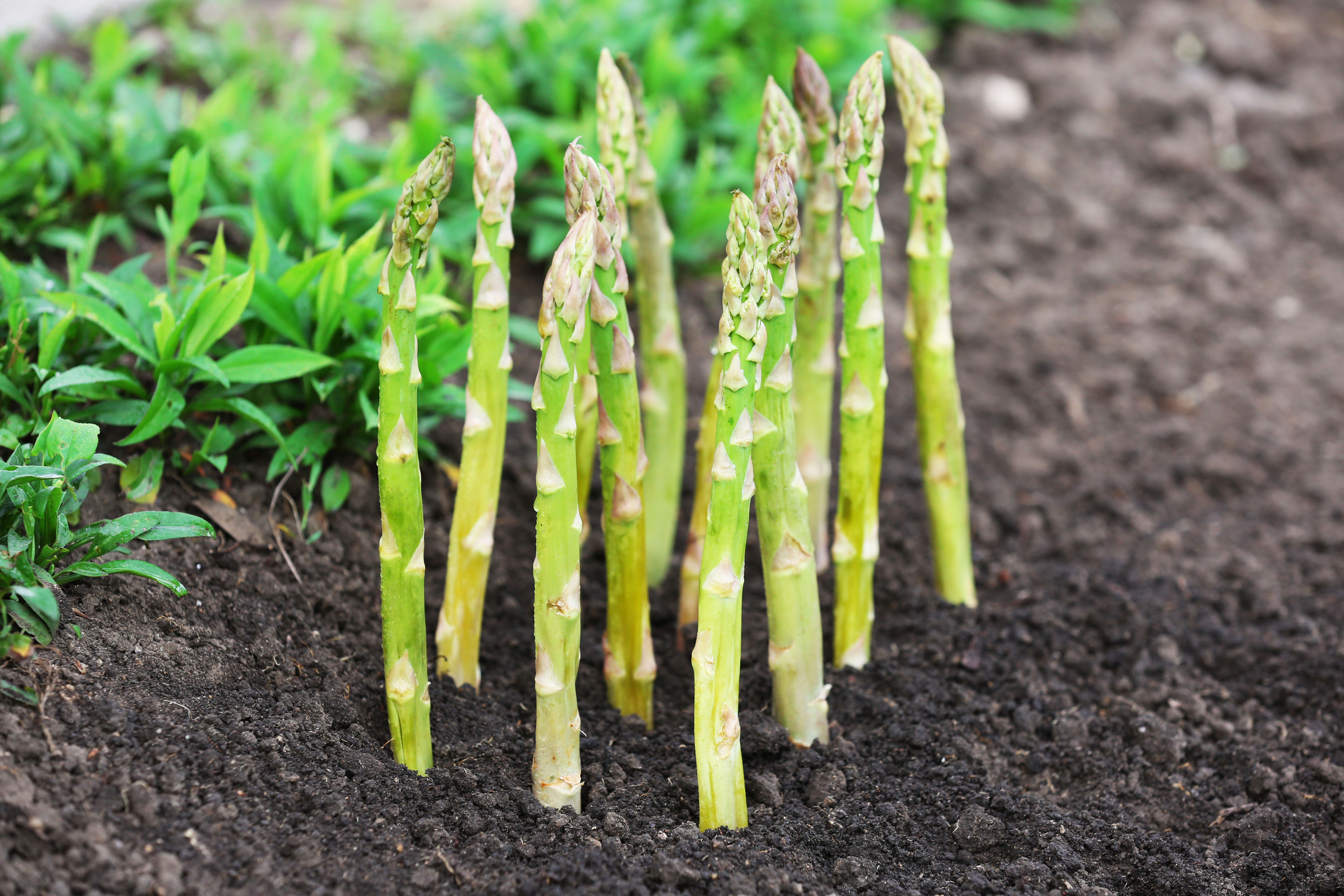 Asperges