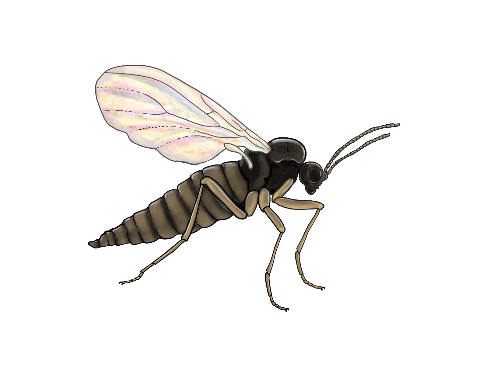 Sciarid fly Bradysia paupera Adult stage