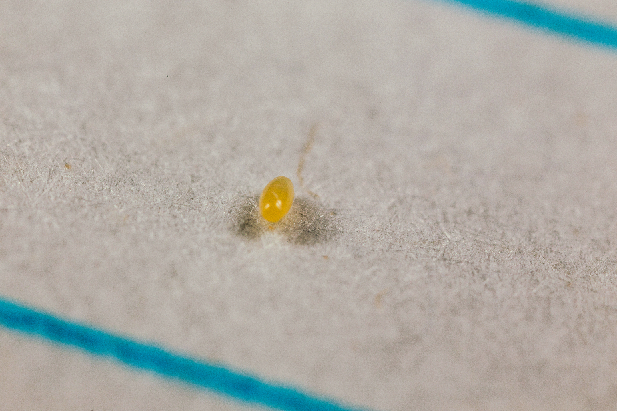 Eistadium van Crypolaemus montrouzeri