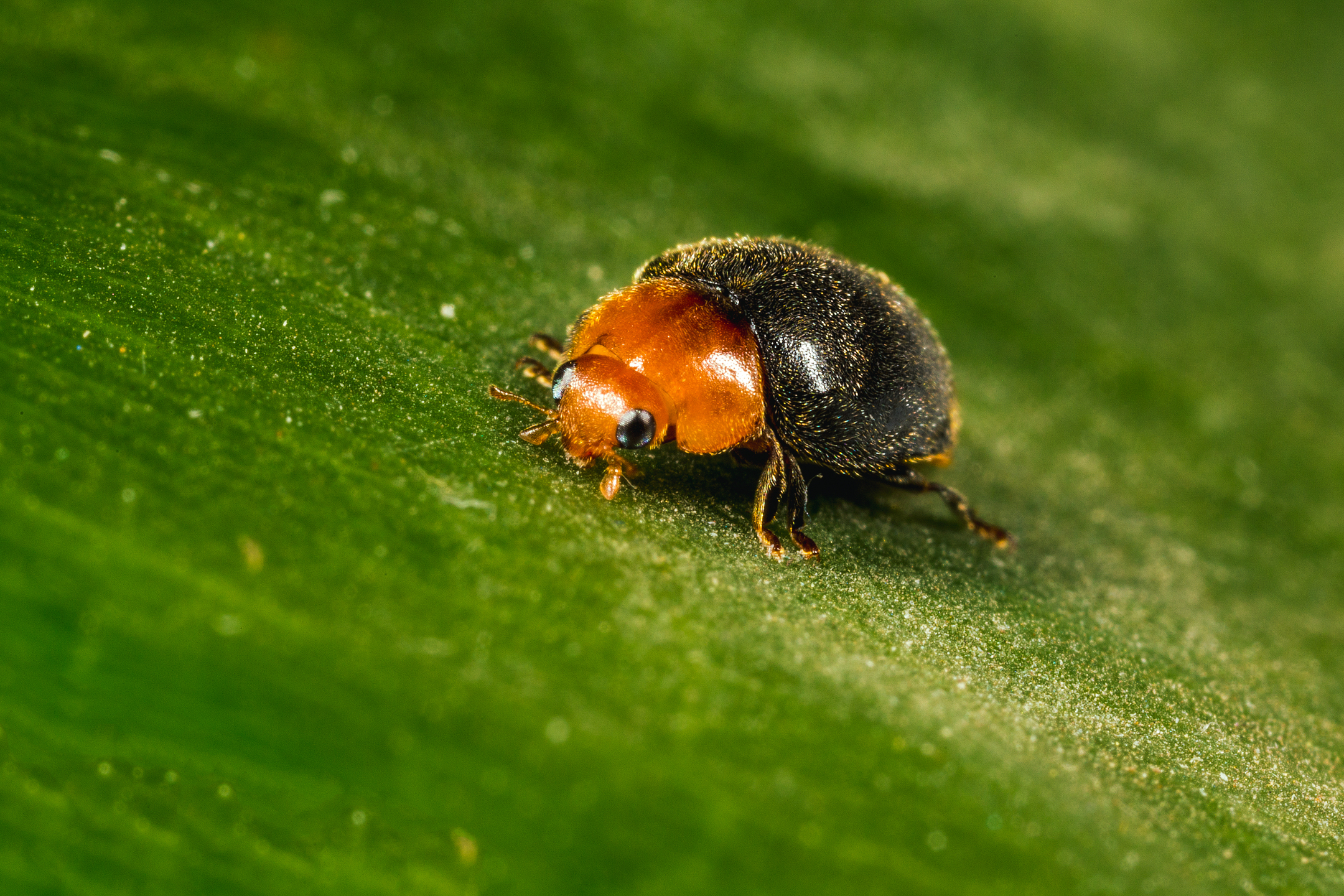 Crypolaemus montrouzeri volwassen stadium