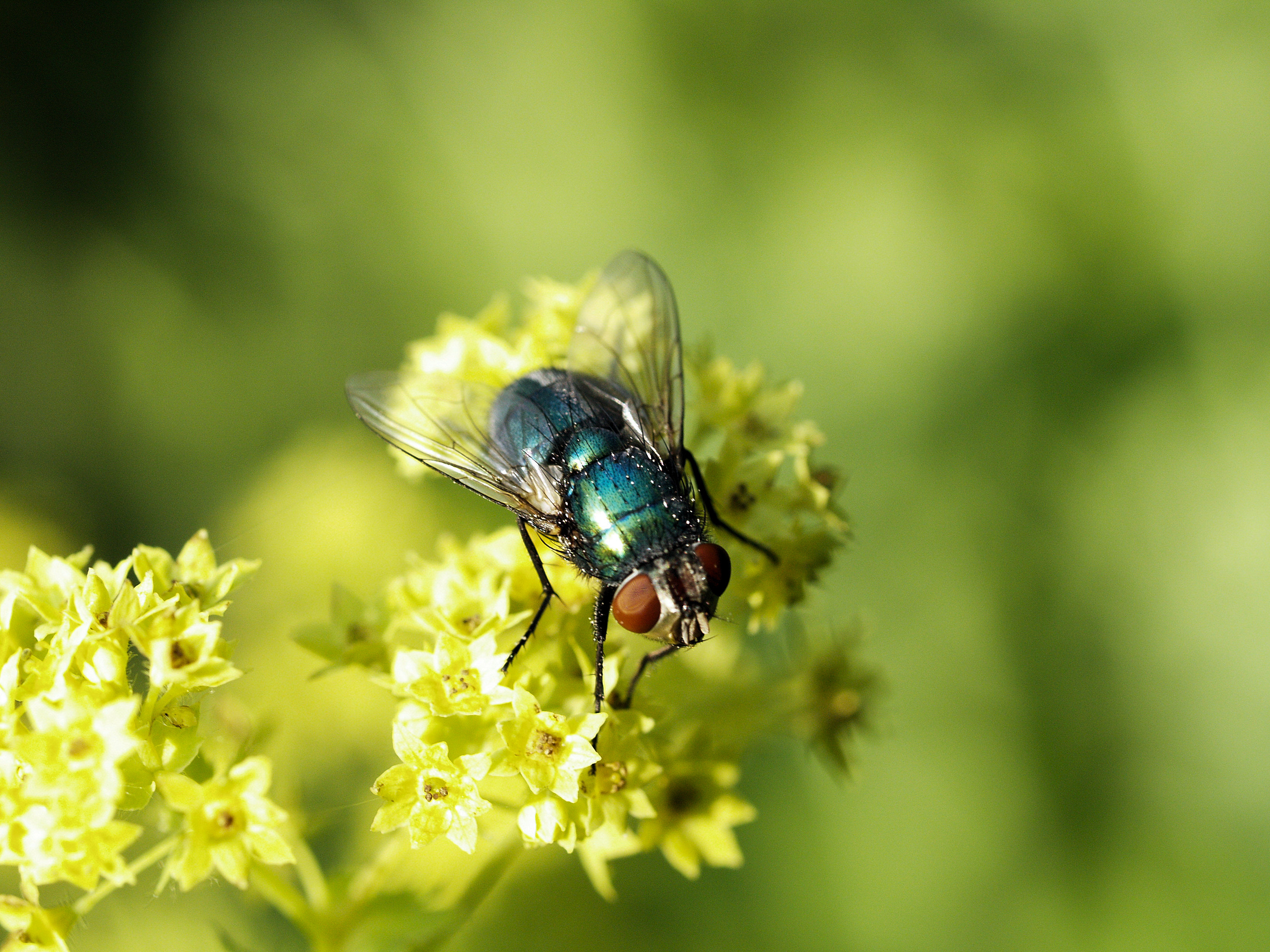 Bestuiving checklist Natupol Fly