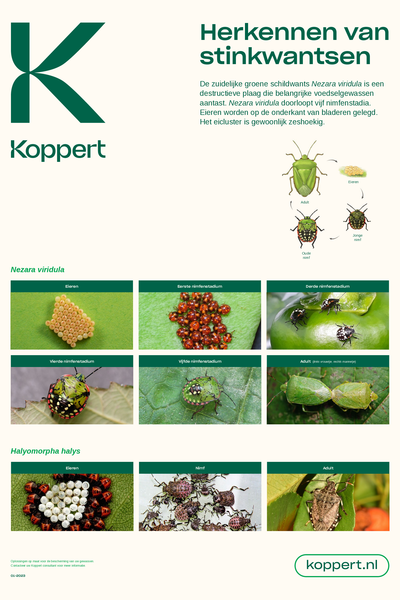 Herken Zuidelijke groene schildwants