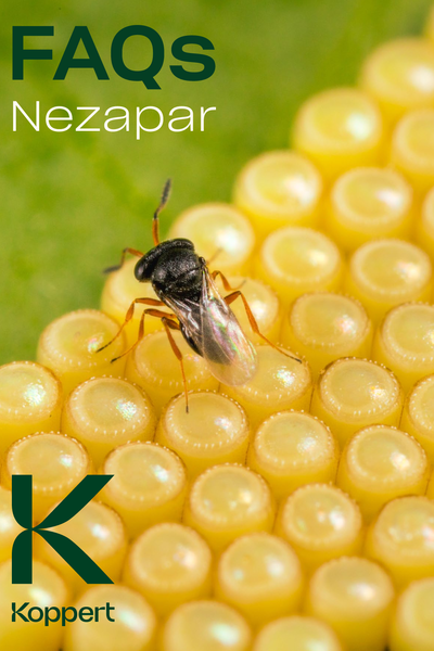 Nezapar FAQ